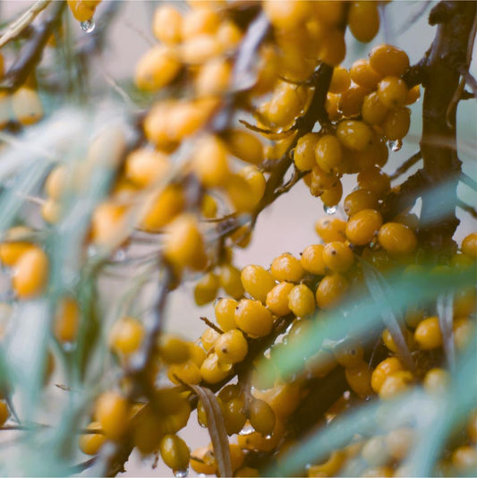 The Amazing Sea Buckthorn's Rare Omega 7 Fatty Acid