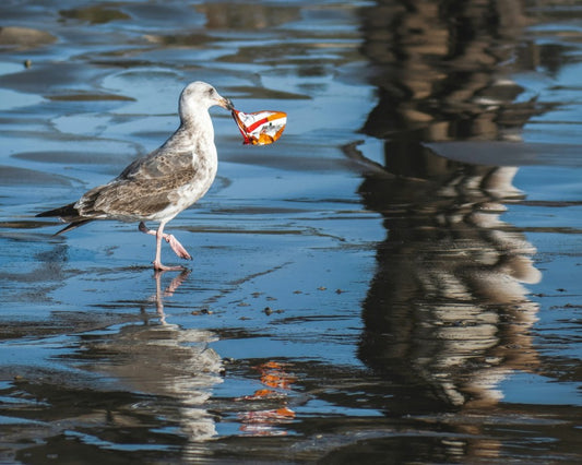 A seagull holds an empty plastic chips bag in its beak wading through water.